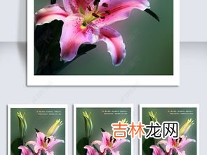粉色百合花语是什么,粉百合花语是什么意思 不同颜色百合的花语