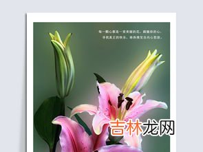 粉色百合花语是什么,粉百合花语是什么意思 不同颜色百合的花语