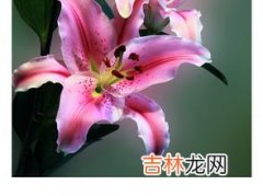 粉色百合花语是什么,粉百合花语是什么意思 不同颜色百合的花语