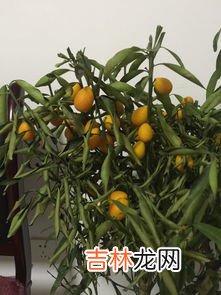 桔子叶子煮水的功效与作用,桔子叶煮水有什么好处