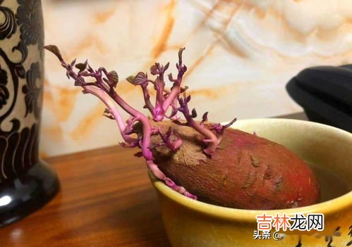 白薯发芽有毒么,白薯发芽还能吃吗