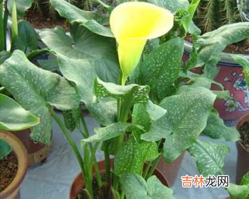 马蹄莲有毒吗,马蹄莲花有毒吗，室内可以养吗
