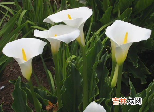 马蹄莲有毒吗,马蹄莲花有毒吗,室内可以养吗