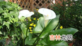 马蹄莲有毒吗,马蹄莲花有毒吗,室内可以养吗