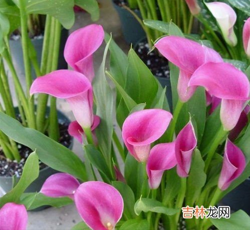 马蹄莲有毒吗,马蹄莲花有毒吗，室内可以养吗