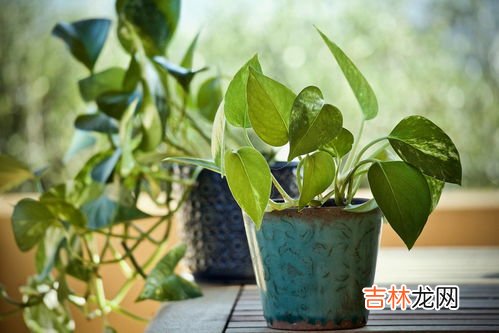 绿箩冬天怎么养才长得好,冬季绿萝怎么养才