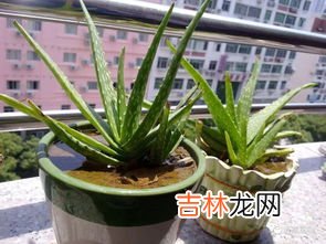 芦荟怎么养啊,芦荟怎么养