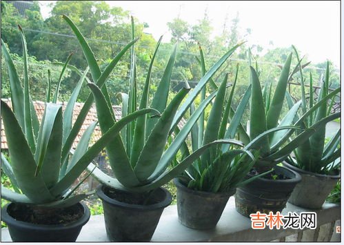 芦荟怎么养啊,芦荟怎么养