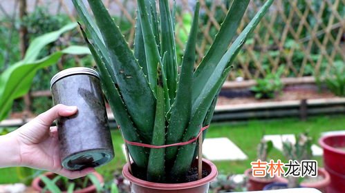 芦荟怎么养啊,芦荟怎么养