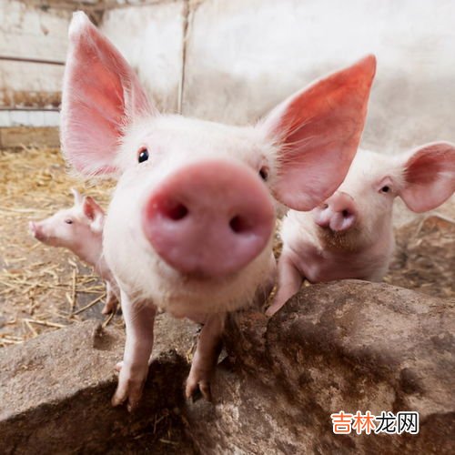 猪的耳朵像什么,什么动物的耳朵与猪耳朵最像