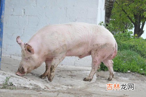 猪的耳朵像什么,什么动物的耳朵与猪耳朵最像