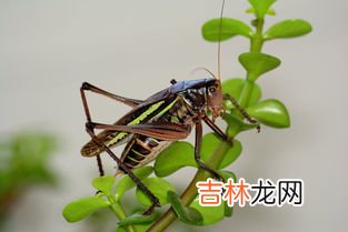 蚂蚱又叫什么名字,蚂蚱的学名是什么，它还有其它名字吗？