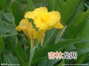 美人蕉是什么植物,美人蕉是草本还是木本