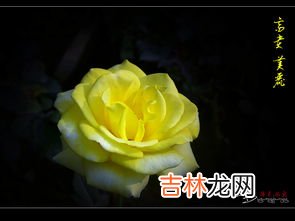 11朵黄玫瑰花语是什么,11朵玫瑰花语是什么？？？？