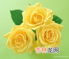 11朵黄玫瑰花语是什么,11朵玫瑰花语是什么？？？？