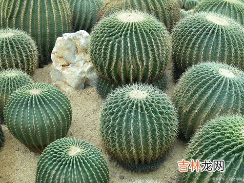 仙人掌能防止电脑辐射吗,在电脑桌旁边放一盆仙人掌，到底能不能防辐射