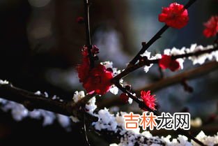 雪梅的诗意,卢钺雪梅这首诗的意思