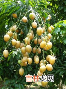 广西黄皮果功效与作用,黄皮果的功效与作用有哪些