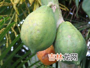 绿色的木瓜怎么放熟,没熟的青木瓜怎么吃 很硬的青木瓜怎么催熟