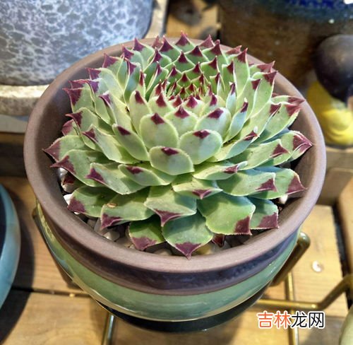 自发豌豆芽的妙招,自己在家发的豌豆芽可以吃吗 自己发豌豆芽怎么发