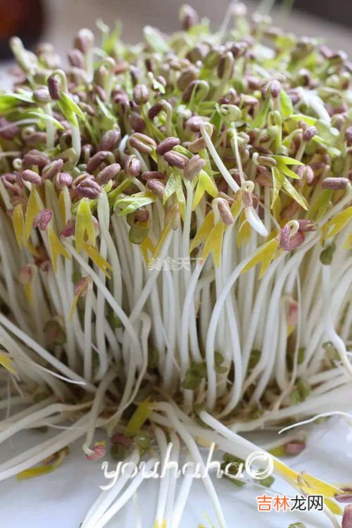 自发豌豆芽的妙招,自己在家发的豌豆芽可以吃吗 自己发豌豆芽怎么发
