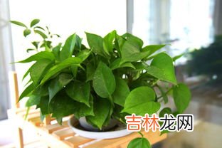 绿萝吊兰怎么养,绿萝吊兰的养殖方法和养殖注意事项