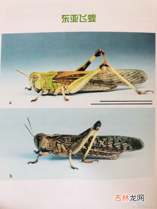 蝗灾的蝗虫为什么不能吃,蝗灾的蝗虫为什么不能吃?