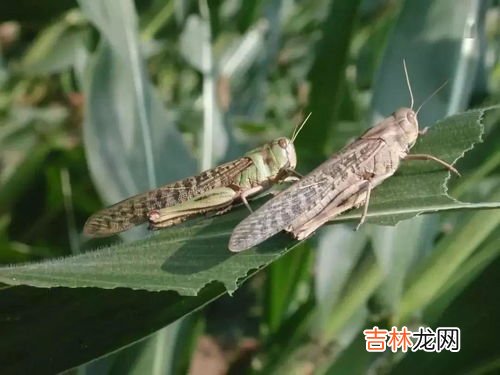 蝗灾的蝗虫为什么不能吃,蝗灾的蝗虫为什么不能吃?