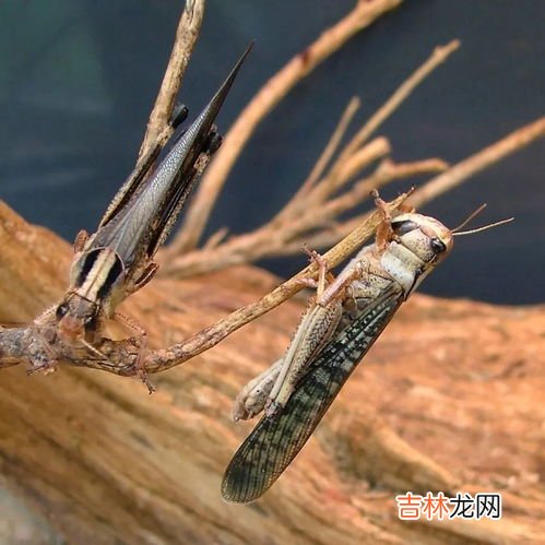 蝗灾的蝗虫为什么不能吃,蝗灾的蝗虫为什么不能吃?