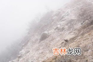 荒山野岭代表什么动物,荒山野岭披绿甲，猜一动物