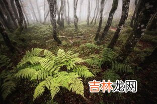 荒山野岭代表什么动物,荒山野岭披绿甲，猜一动物