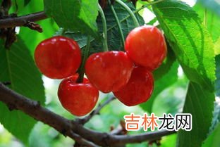 桃子和樱桃可以一起吃吗,哪些水果不能一起吃