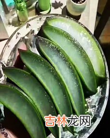 芦荟怎样做面膜,芦荟面膜的制作方法