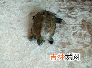 草龟蛋可以吃吗有什么功效,乌龟蛋可以吃吗