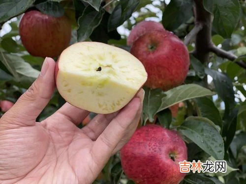 苹果表皮油油的洗不掉,为什么苹果放久了表面会有一层油?吃起来不脆的