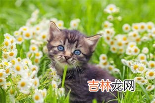 猫咪呕吐是怎么回事,小猫呕吐是怎么回事