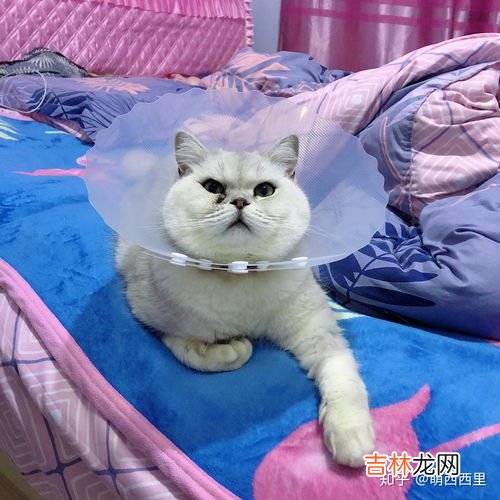 猫咪呕吐是怎么回事,小猫呕吐是怎么回事