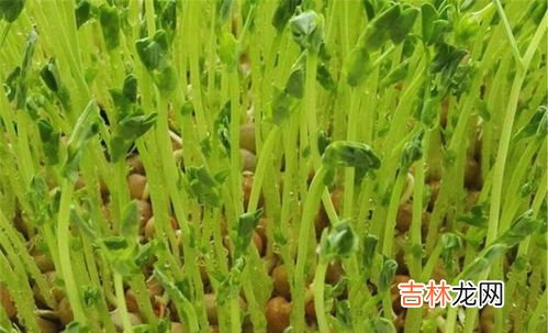 麻豌豆苗的功效与作用介绍!大多数人都不知道的知识大揭秘!,豌豆苗的营养价值 吃豌豆苗有什么功效