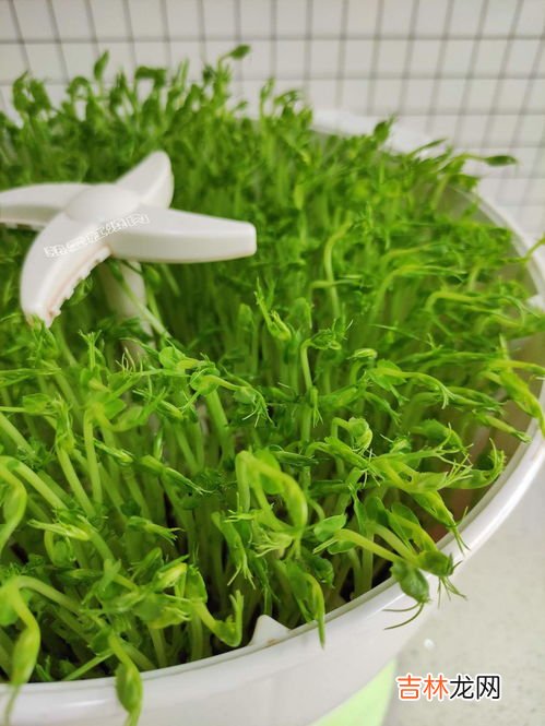 麻豌豆苗的功效与作用介绍!大多数人都不知道的知识大揭秘!,豌豆苗的营养价值 吃豌豆苗有什么功效