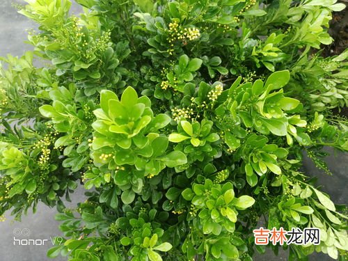 米兰花的养殖方法和注意事项介绍,米兰花的养殖方法和注意事项
