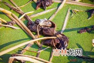 慈姑和茨菇的区别,茨菰是什么？