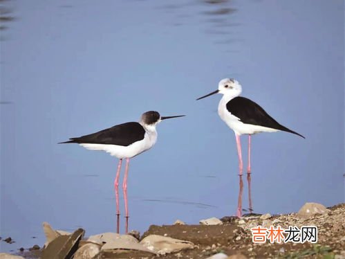保护鸟类的宣传语三年级,“保护鸟儿”的宣传语?