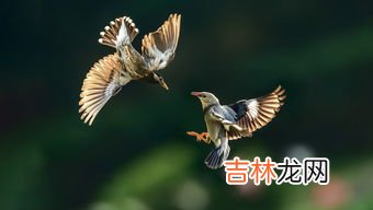 保护鸟类的宣传语三年级,“保护鸟儿”的宣传语?