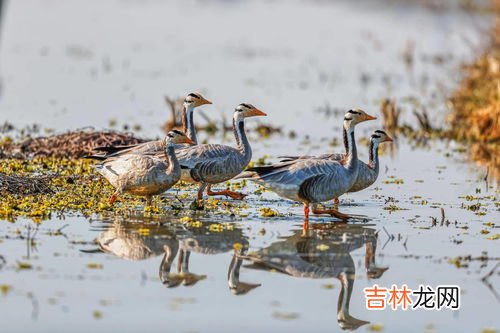 保护鸟类的宣传语三年级,“保护鸟儿”的宣传语？