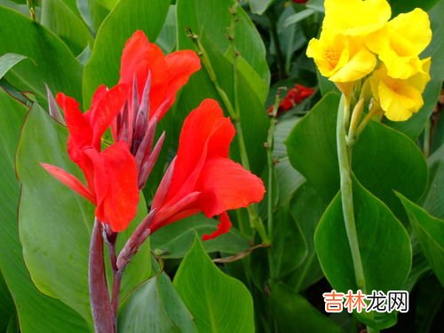 美人蕉品种图片大全,植物百科:美人蕉