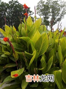 美人蕉品种图片大全,植物百科:美人蕉