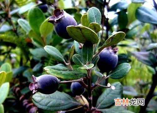 桃金娘泡酒有什么功效,桃金娘泡酒