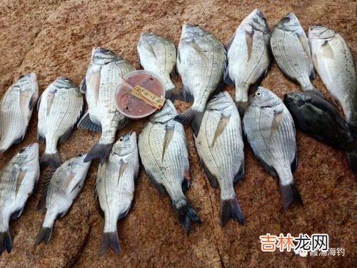 海钓用什么鱼饵,在海里钓鱼一般用什么鱼饵？