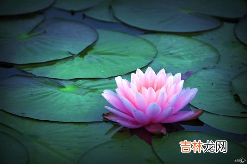 萝卜莲花怎么养,“萝卜莲”怎么养？