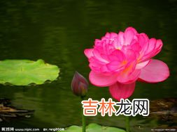 萝卜莲花怎么养,“萝卜莲”怎么养？